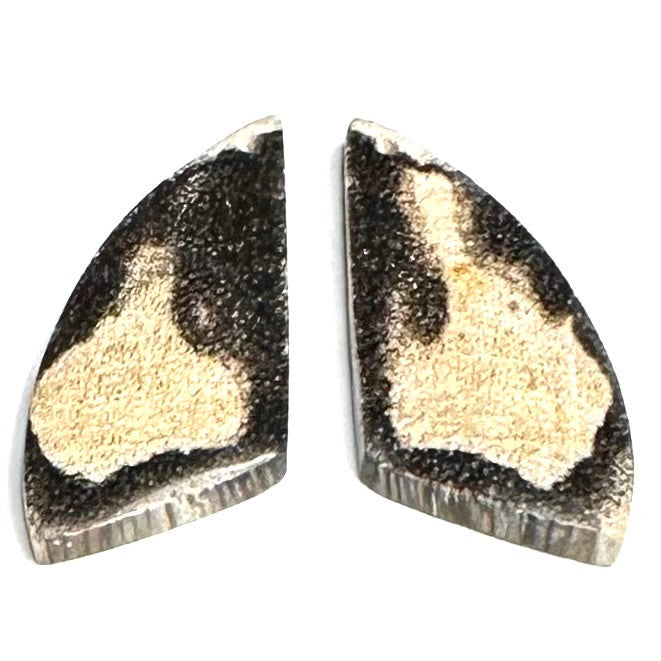 RARE-One of a Kind Petrified Palm Wood Earring/Pendant Pair-28 x 14mm