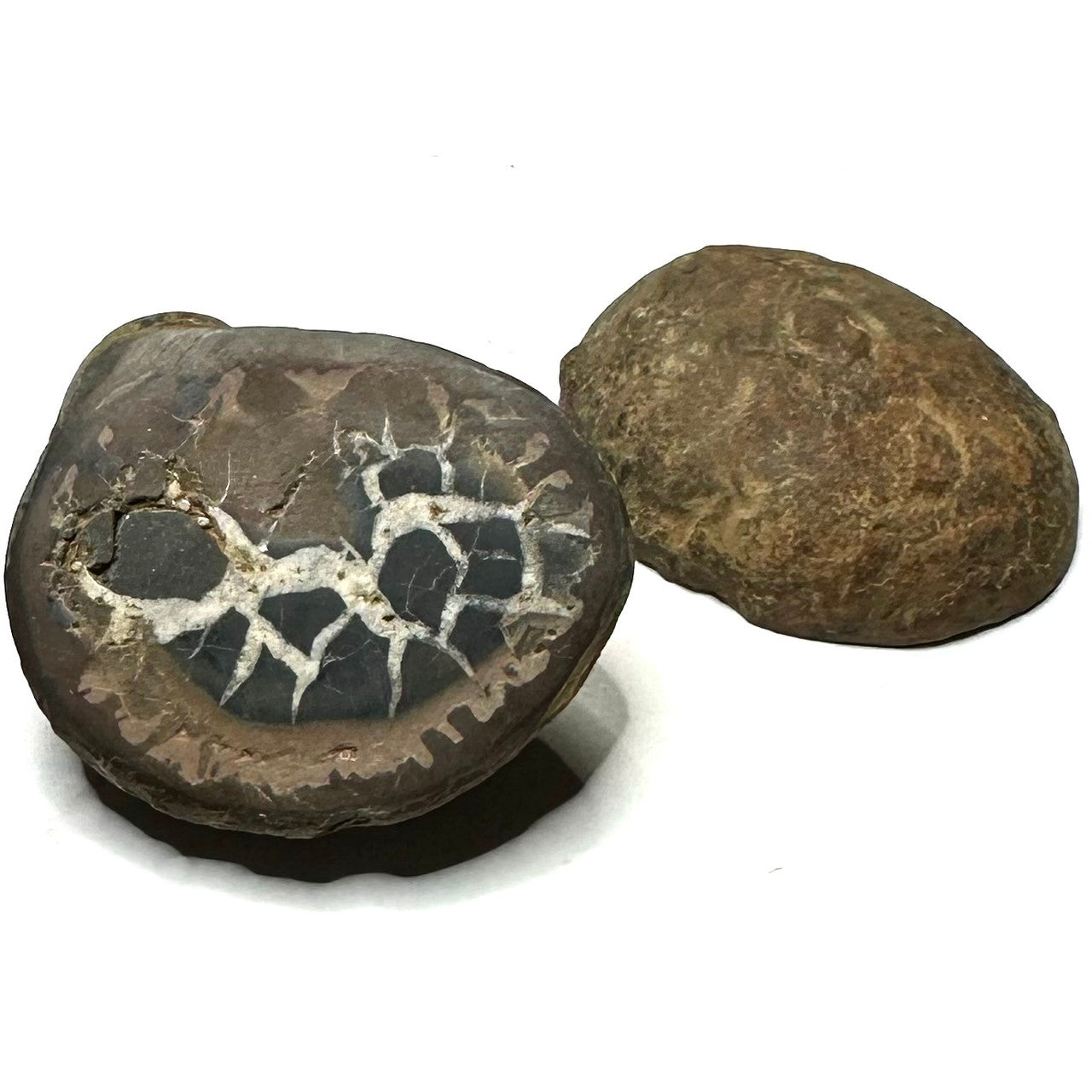 One of a Kind Septarian Nodule Geode "Dragonstone" Pair-42 x 35mm (NC5470)