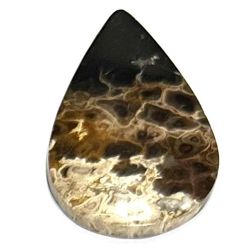 One of a Kind Petrified Palm Root Wood "Fire and Eyes" Cabochon-47 x 28mm