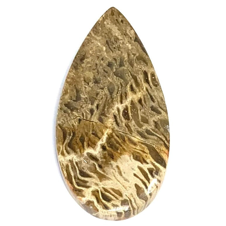 One of a Kind Petrified Palm Wood Cabochon-42 x 21mm (CAB3868)