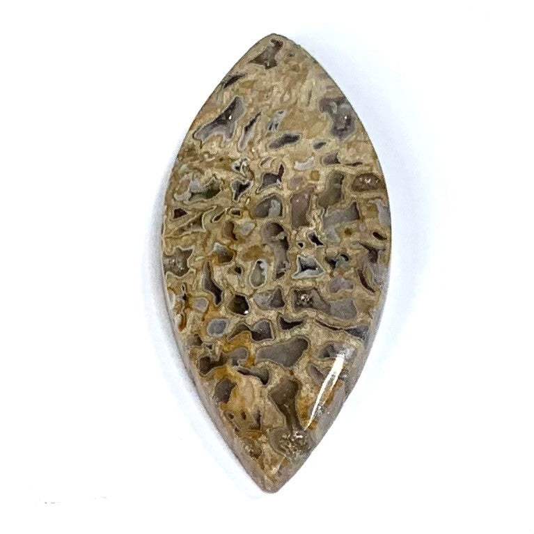 One of a Kind Petrified Palm Root Wood Cabochon-43 x 18mm (CAB3959)