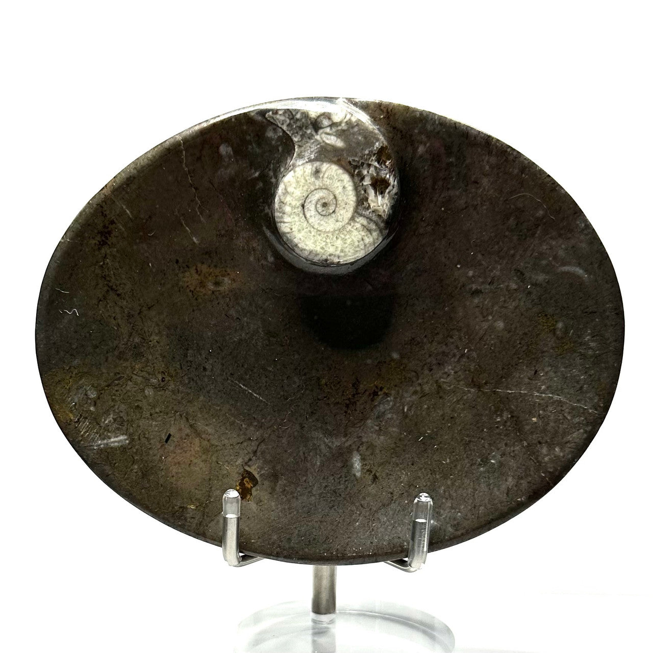 One of a Kind Orthoceras Fossil Carved Oval Plate-4 3/4 x 3 3/4" (NC5643)