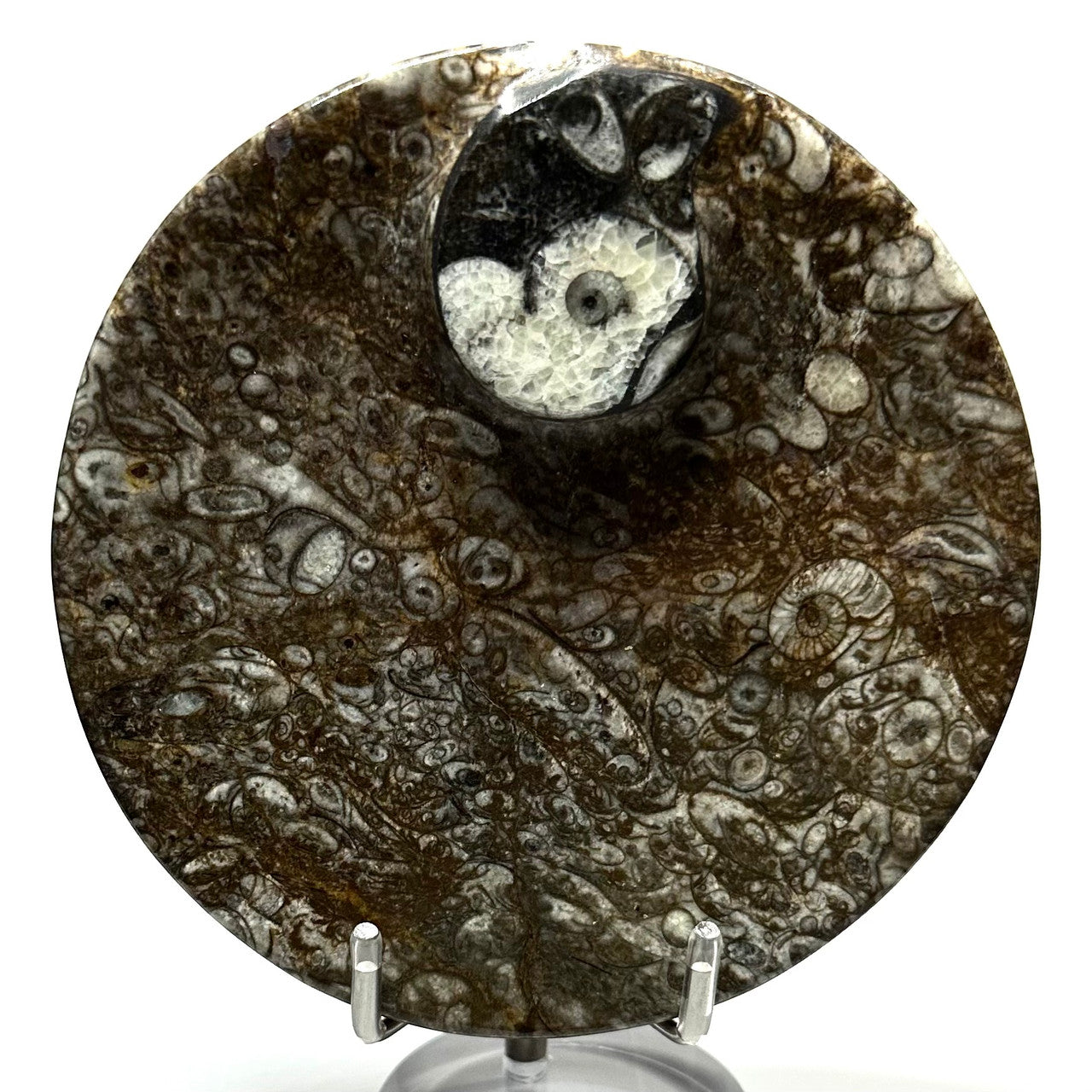 One of a Kind Orthoceras Fossil Carved Round Plate-4 1/4" (NC5646)