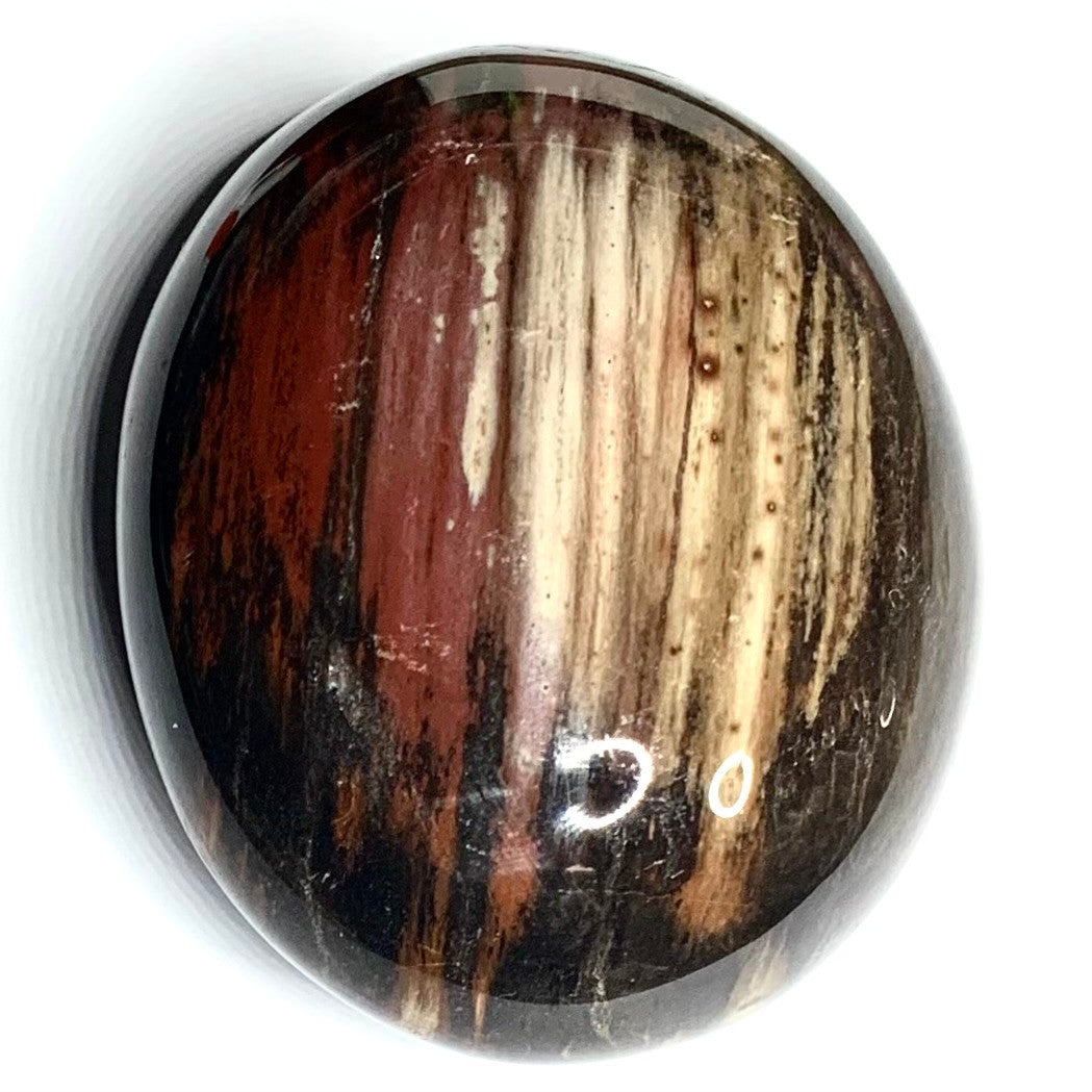 One of a Kind Petrified Wood Palm Stone-2 1/2 x 2"-NC4346 (NC4346)