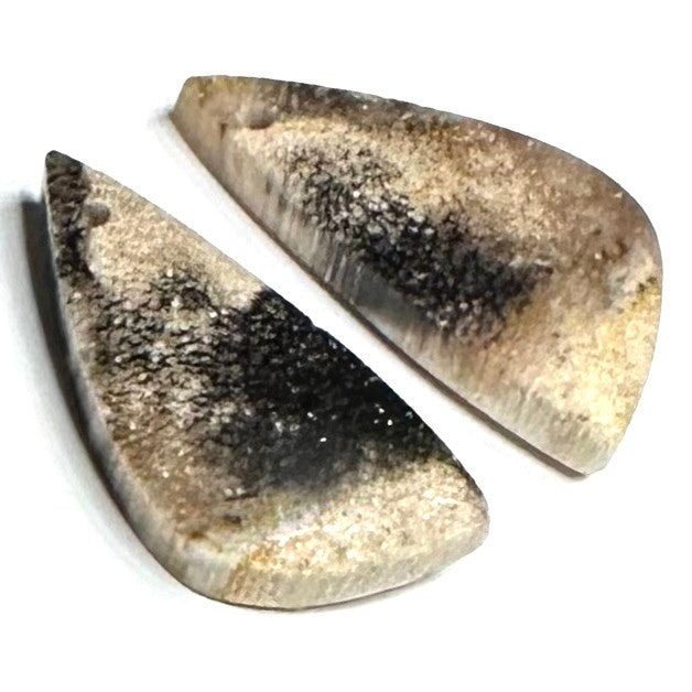 RARE-One of a Kind Petrified Palm Wood Earring/Pendant Pair-25 x 11mm