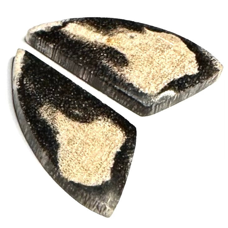 RARE-One of a Kind Petrified Palm Wood Earring/Pendant Pair-28 x 14mm
