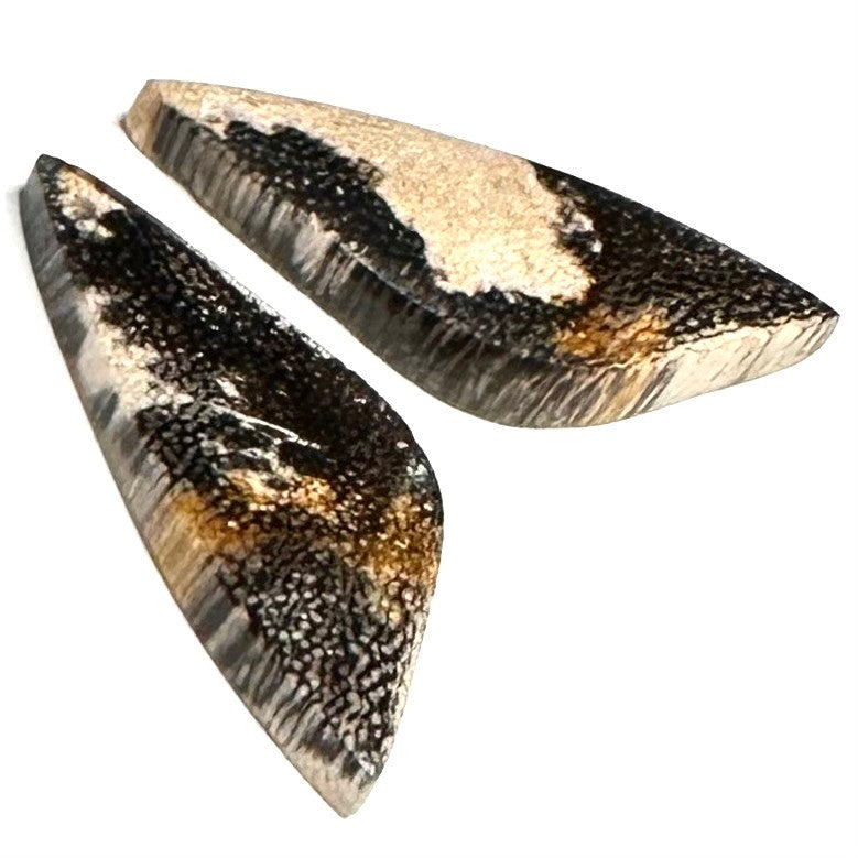 RARE-One of a Kind Petrified Palm Wood Earring/Pendant Pair-29 x 13mm