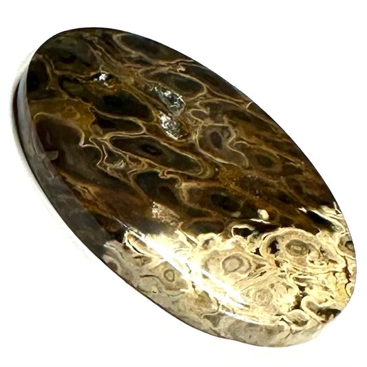 One of a Kind Petrified Palm Root Wood "Fire and Eyes" Cabochon-39 x 25mm