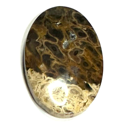 One of a Kind Petrified Palm Root Wood "Fire and Eyes" Cabochon-39 x 25mm