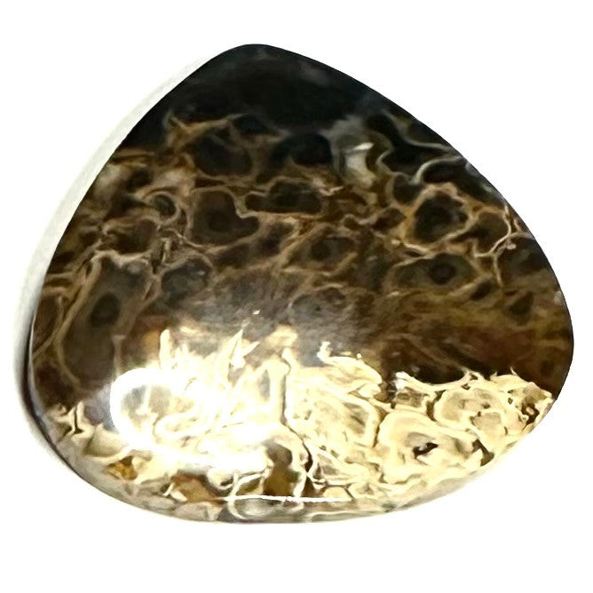 One of a Kind Petrified Palm Root Wood "Fire and Eyes" Cabochon-35 x 37mm