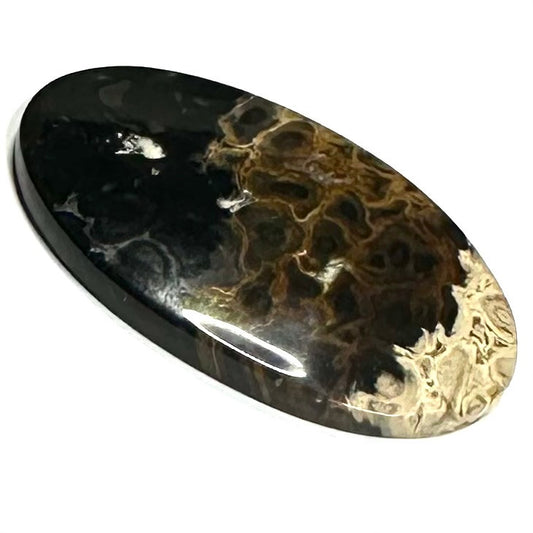 One of a Kind Petrified Palm Root Wood "Fire and Eyes" Cabochon-47 x 29mm