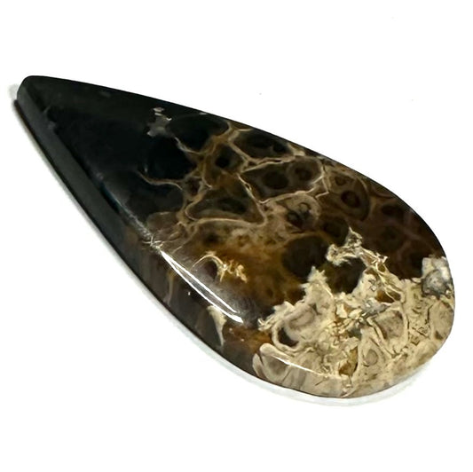 One of a Kind Petrified Palm Root Wood "Fire and Eyes" Cabochon-47 x 28mm