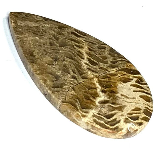 One of a Kind Petrified Palm Wood Cabochon-42 x 21mm (CAB3868)