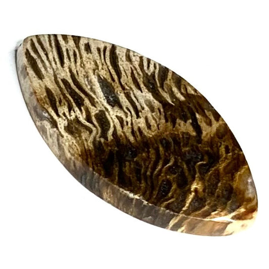 One of a Kind Petrified Palm Wood Cabochon-32 x 17mm (CAB3869)
