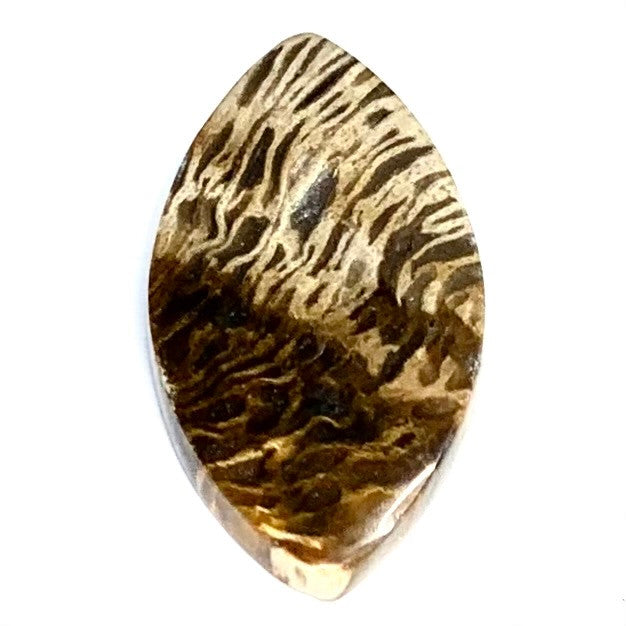 One of a Kind Petrified Palm Wood Cabochon-32 x 17mm (CAB3869)
