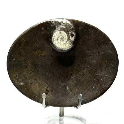 One of a Kind Orthoceras Fossil Carved Oval Plate-4 3/4 x 3 3/4" (NC5643)
