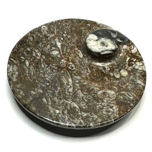 One of a Kind Orthoceras Fossil Carved Round Plate-4 1/4" (NC5646)
