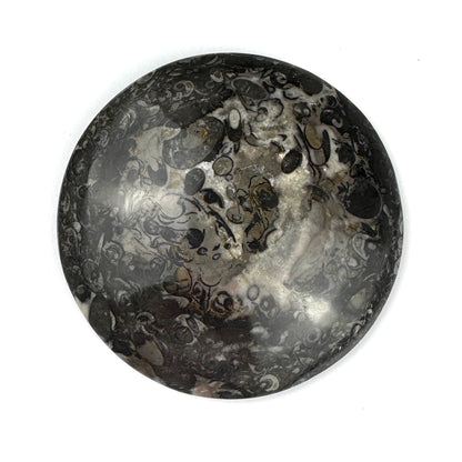 Orthoceras Fossil Plate- 4.35"-NC7680