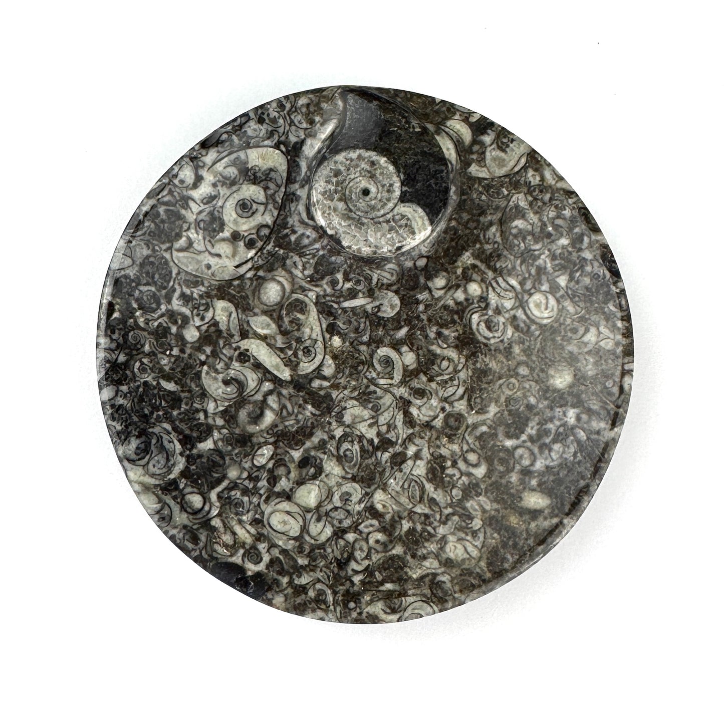 Orthoceras Fossil Plate- 4.35"-NC7680