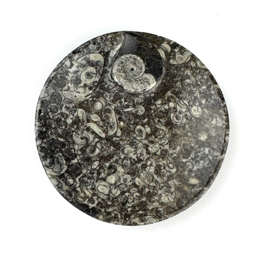 Orthoceras Fossil Plate- 4.35"-NC7680