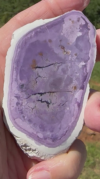 Genuine Tiffany Stone from Utah Partially Polished Collector Specimen #NC7972