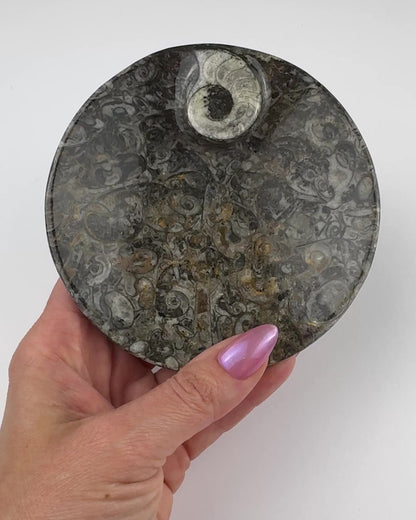 Orthoceras Fossil Plate- 4.35"-NC7680